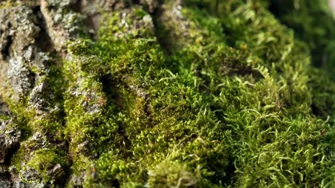 Green Moss on Tree Bark Close Up Stock Footage 340538608