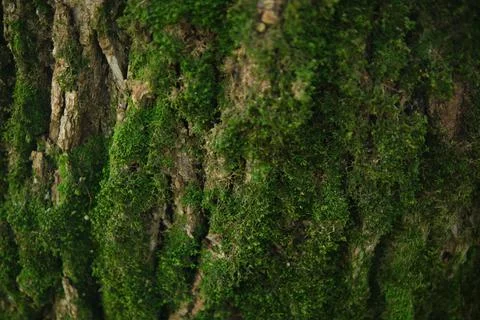 Green moss on a tree bark Close-up texture Stock Photos