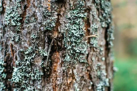 Green moss on tree bark in the forest Stockfoto's