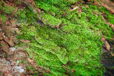 Green moss on tree bark 写真素材