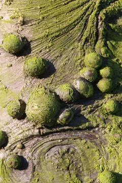 Green Moss on the Tree Bark Stock Photos