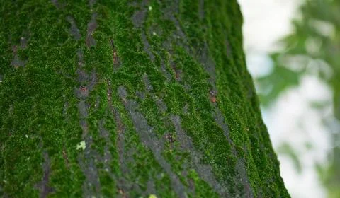 Green moss on tree bark Foto stock