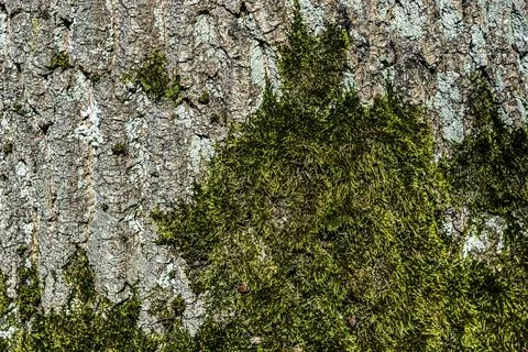 Green moss on tree bark Foto stock