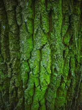 Green Moss Tree Bark Texture Close-up Stock Photos