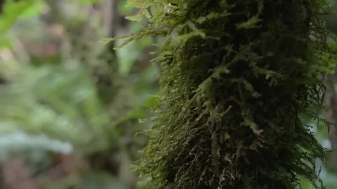 Green moss on a tree branch in a forest, in New Zeland Stock Footage 215268254