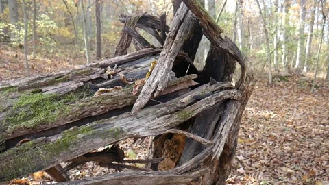 Green moss on a tree broken with leaves on the ground 스톡 동영상 141765734
