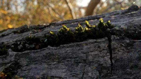 Green moss on a tree close-up. Epiphyte plant in the garden Stock Footage 268724479