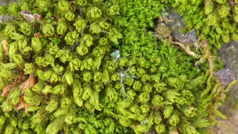 Green moss on a tree close-up. Epiphyte plant in the garden Stock Footage 268724685