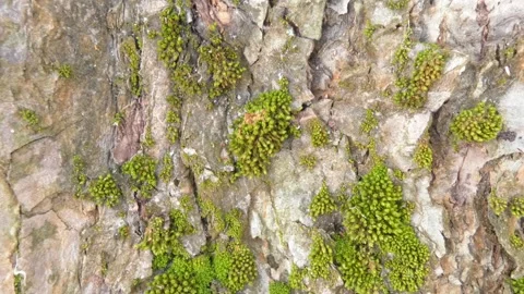 Green moss on a tree close-up. Epiphyte plant in the garden Stock Footage 268724976