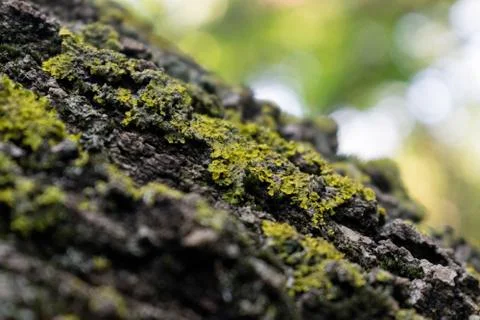 Green moss on tree close up Stockfoto's