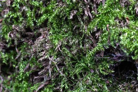 Green moss on a tree close-up Stock Photos