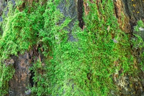 Green moss on the tree closeup. Background. Stock Photos