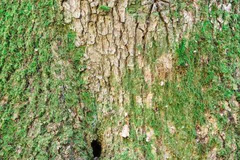 Green moss on the tree closeup. Background. Stock Photos