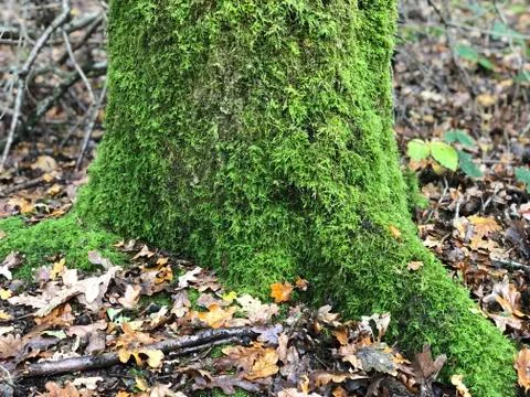 Green moss on a tree closeup Stock Photos