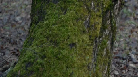 Green moss on a tree Stock Footage 123070403