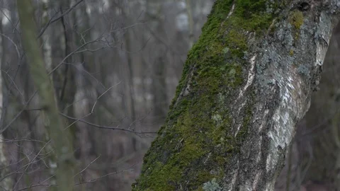 Green moss on a tree Stock Footage 123070559