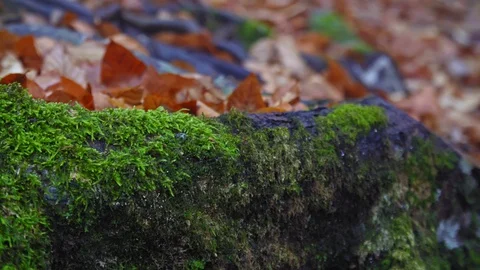 Green moss on a tree. Stock Footage 129948602