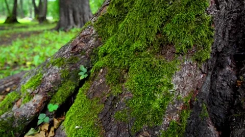 Green moss on a tree Stock Footage 145453878