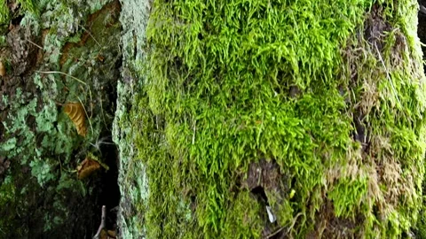 Green moss on a tree Stock Footage 145453892