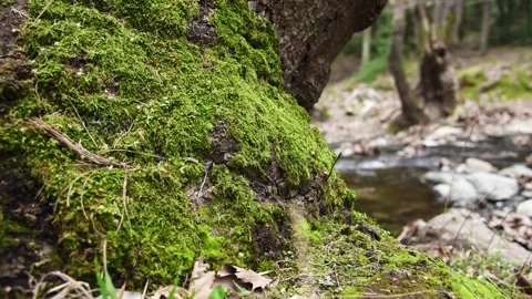 Green moss on tree. Stock Footage 149213294