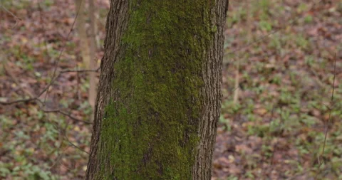Green moss on a tree Video stock 220958238