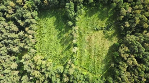 Green moss on a tree Stock Footage 252139862
