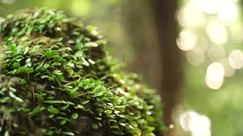 Green moss on the tree Stock Footage 310345516
