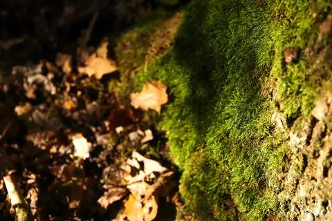 Green moss on a tree in the forest. macro shot moss on tree forest. forest .. Foto stock