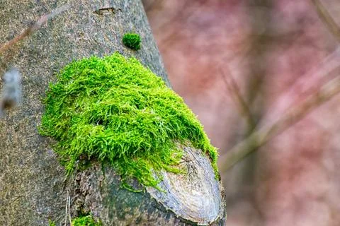 Green moss in a tree I Stock Photos