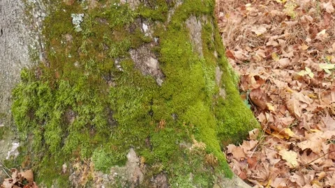Green moss on a tree with leaves on the gorund Vídeo Stock 141765481