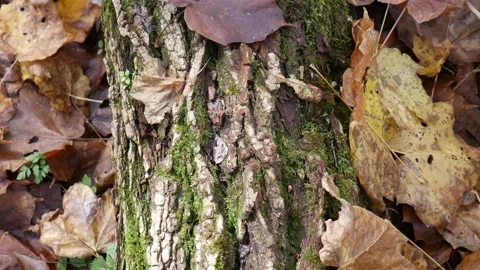 Green moss on a tree with leaves on the ground Stock-Footage 141764889