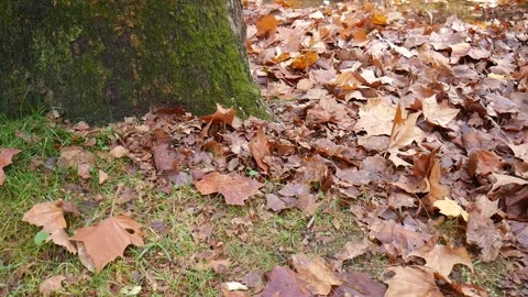 Green moss on a tree with leaves on the ground Stock-Footage 141765016
