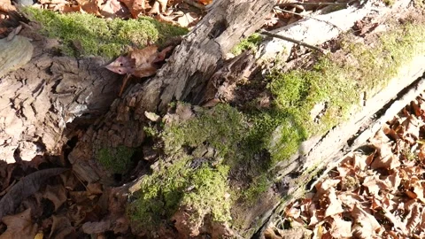 Green moss on a tree with leaves on the ground 스톡 동영상 141765546