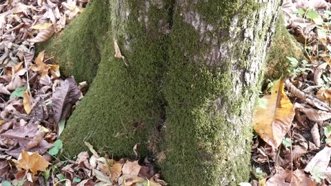 Green moss on a tree with leaves on the ground 스톡 동영상 141765735