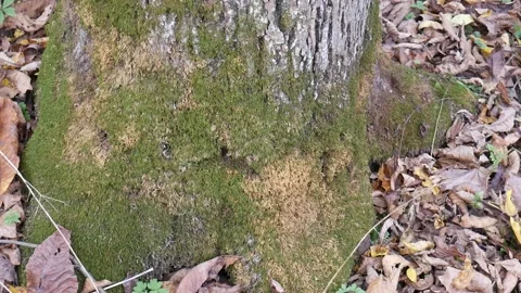 Green moss on a tree with leaves on the ground Vídeo Stock 141765744