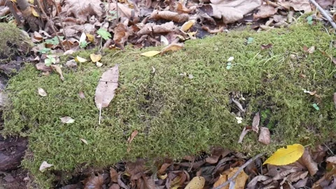 Green moss on a tree with leaves on the ground Vídeo Stock 141765755
