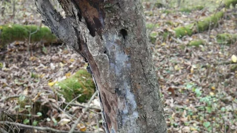 Green moss on a tree with leaves on the ground 스톡 동영상 141765767