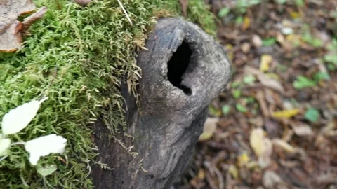 Green moss on a tree with leaves on the ground and hole in the log Stock-Footage 141765780