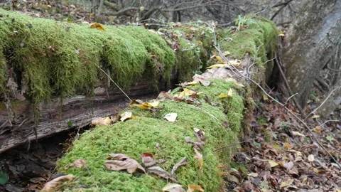 Green moss on a tree with leaves on the ground Stock-Footage 141765804