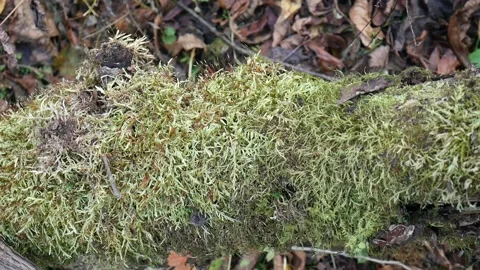 Green moss on a tree with leaves on the ground 스톡 동영상 141765870