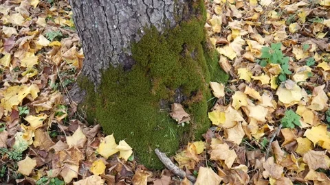 Green moss on a tree with leaves on the ground Vídeo Stock 141766012