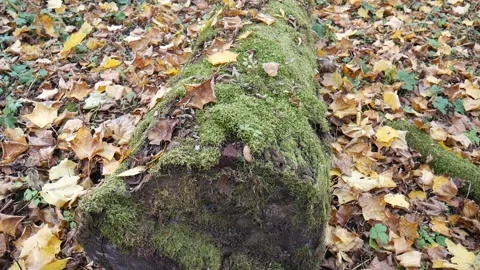 Green moss on a tree with leaves on the ground 스톡 동영상 141766015