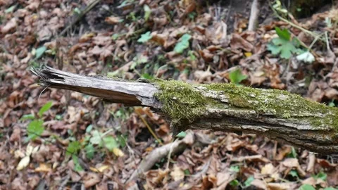 Green moss on a tree with leaves on the ground 스톡 동영상 141766487