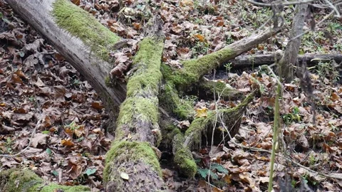 Green moss on a tree with leaves on the ground Stock Footage 141766514