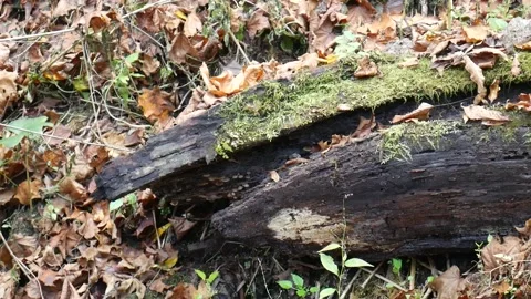 Green moss on a tree with leaves on the ground 스톡 동영상 141766533