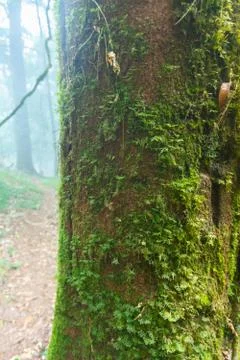 Green moss on the tree at mon jong national park ,chaing mai,Thailand Foto stock