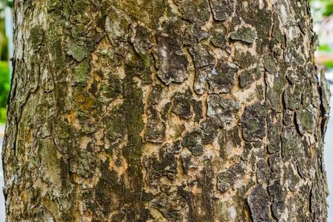Green moss on the tree, Old Grey Bark Tree texture Stock Photos