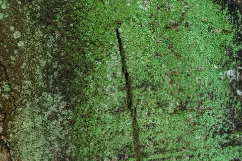 Green moss on the tree, Old Grey Bark Tree texture Stock Photos