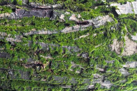 Green moss on tree Stock Photos