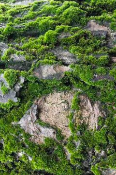Green moss on tree Stock Photos